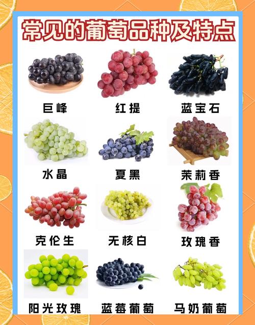 12种常见葡萄品种盘点，你是哪一派的？“葡淘”信息全解析