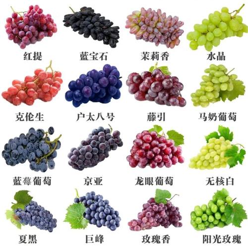 葡萄满架紫盈盈，来兴安邂逅夏日甜蜜！