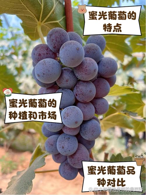 蜜光葡萄 甜蜜滋味背后的葡淘信息解读