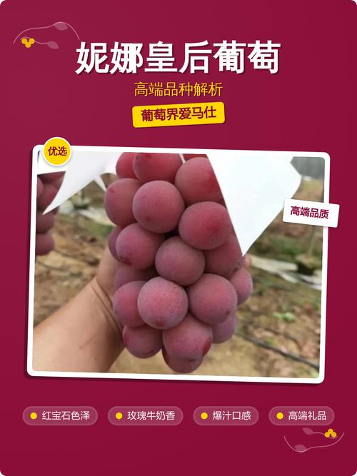 妮娜皇后葡萄 高端品种解析与市场前景