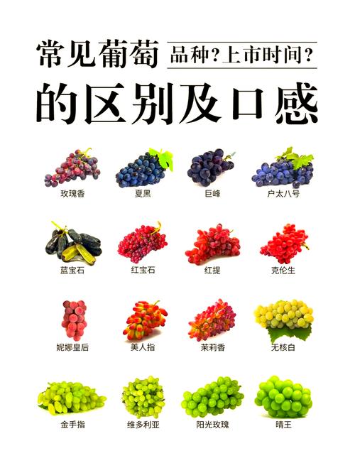 15种葡萄品种口感与上市时间一览 | 葡淘信息