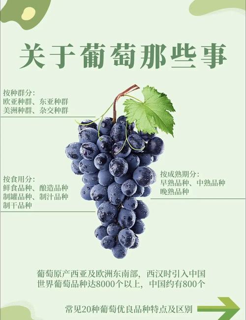 解码“葡淘信息” 流量博弈中的另一种理性生存