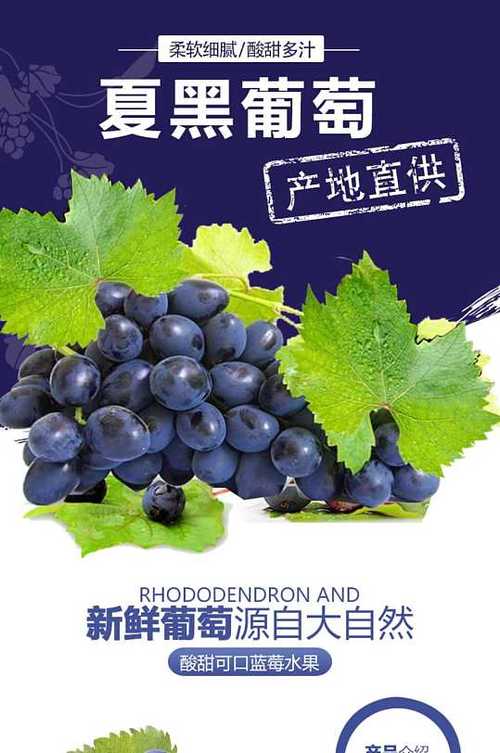 黑葡萄详情 葡淘信息中的营养、功效与选购指南