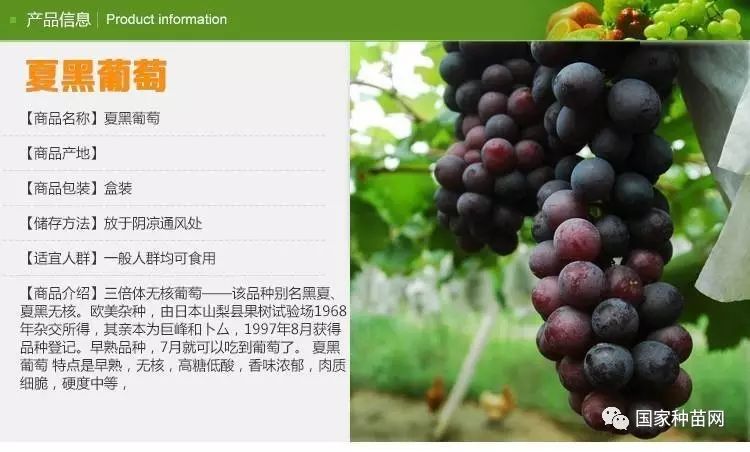 葡萄的营养价值与健康信息全解析