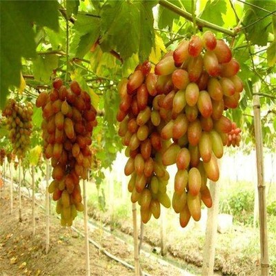 霍邱葡萄树苗价格与美人指葡萄信息全解析