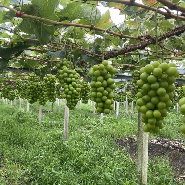 栖霞80万斤新鲜果蔬线上找到出路 葡淘信息